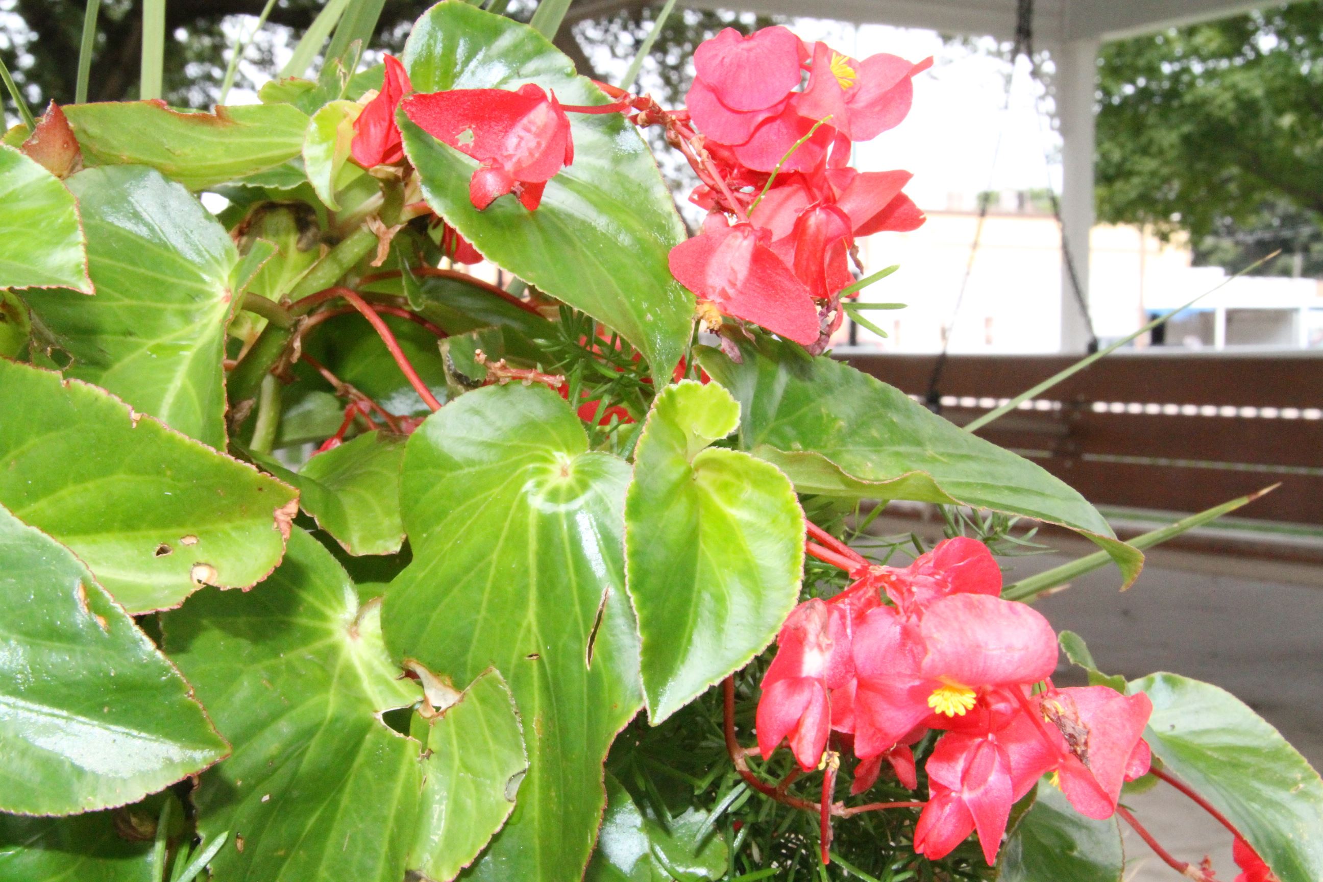 Flowers with Covered Porch Swing in Background